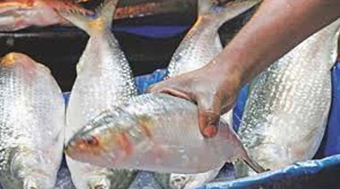 ভারতের দুর্গাপূজায় ইলিশ আমদানি করার অনুমতি চেয়ে বাংলাদেশকে ফের চিঠি