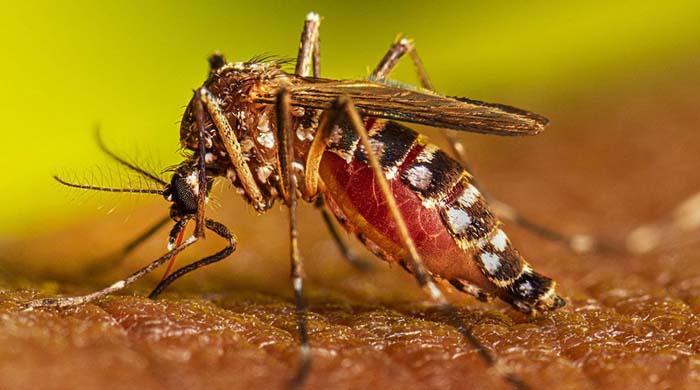 ডেঙ্গুতে মৃত্যু বেড়েই চলেছে, ২৪ ঘণ্টায় প্রাণ হারালেন ৩ জন ও আক্রান্ত ৪১২