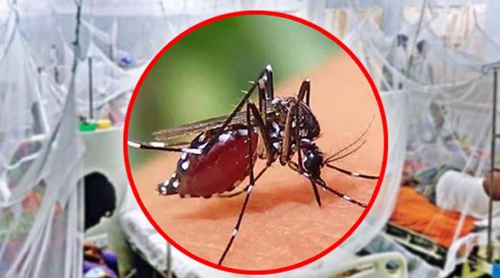 ডেঙ্গু পরিস্থিতি: ২৪ ঘণ্টায় পাঁচজনের মৃত্যু, চলতি বছরে মৃত্যু ১১০ জন