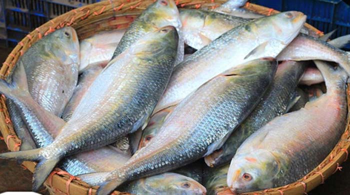 ইলিশ রপ্তানি বাংলাদেশ থেকে ভারতে ১২০০ টন | দুর্গাপূজা উপলক্ষে সরকারের শর্তসাপেক্ষ অনুমতি