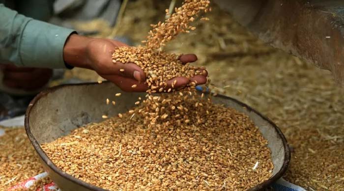 রাশিয়া থেকে আমদানিকৃত গম ৫২,৫০০ টন পৌঁছাল চট্টগ্রামে