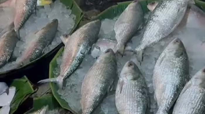 বাংলাদেশি ইলিশ কলকাতার বাজারে, দুর্গাপূজার আগে চাহিদা তুঙ্গে