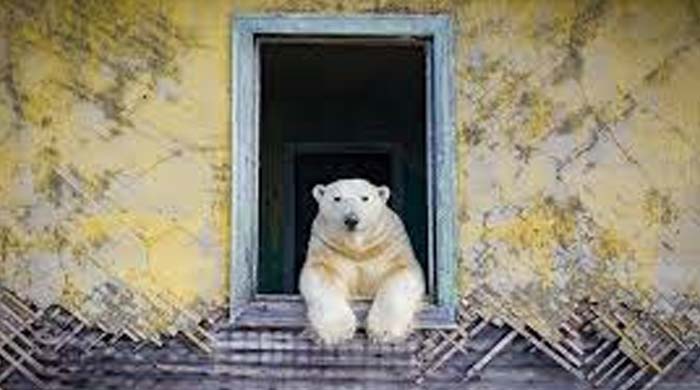পোলার বিয়ারের দখলে সোভিয়েত গবেষণাকেন্দ্র